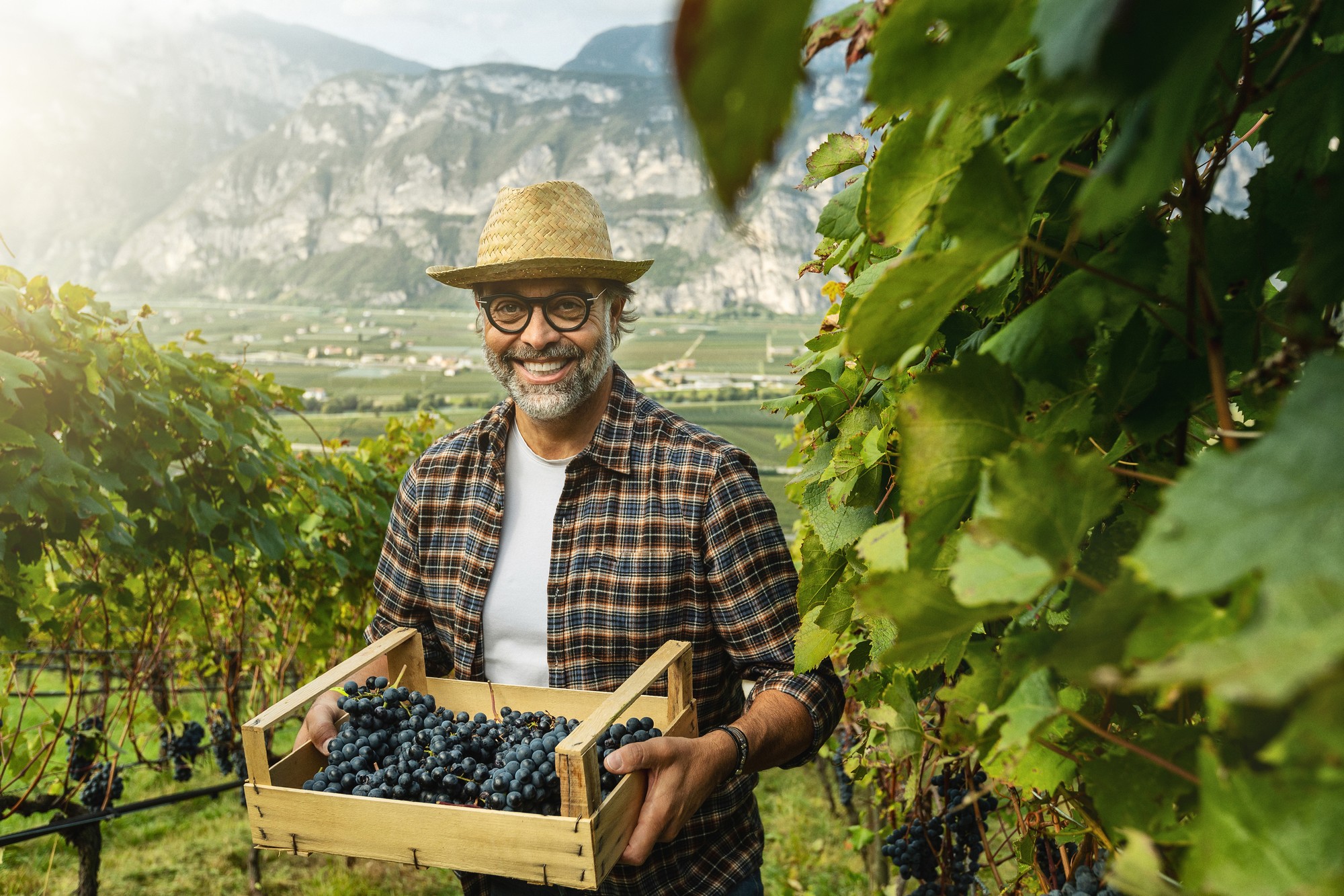 Valle Dell Adige - © Paulo Cipriani Grapes