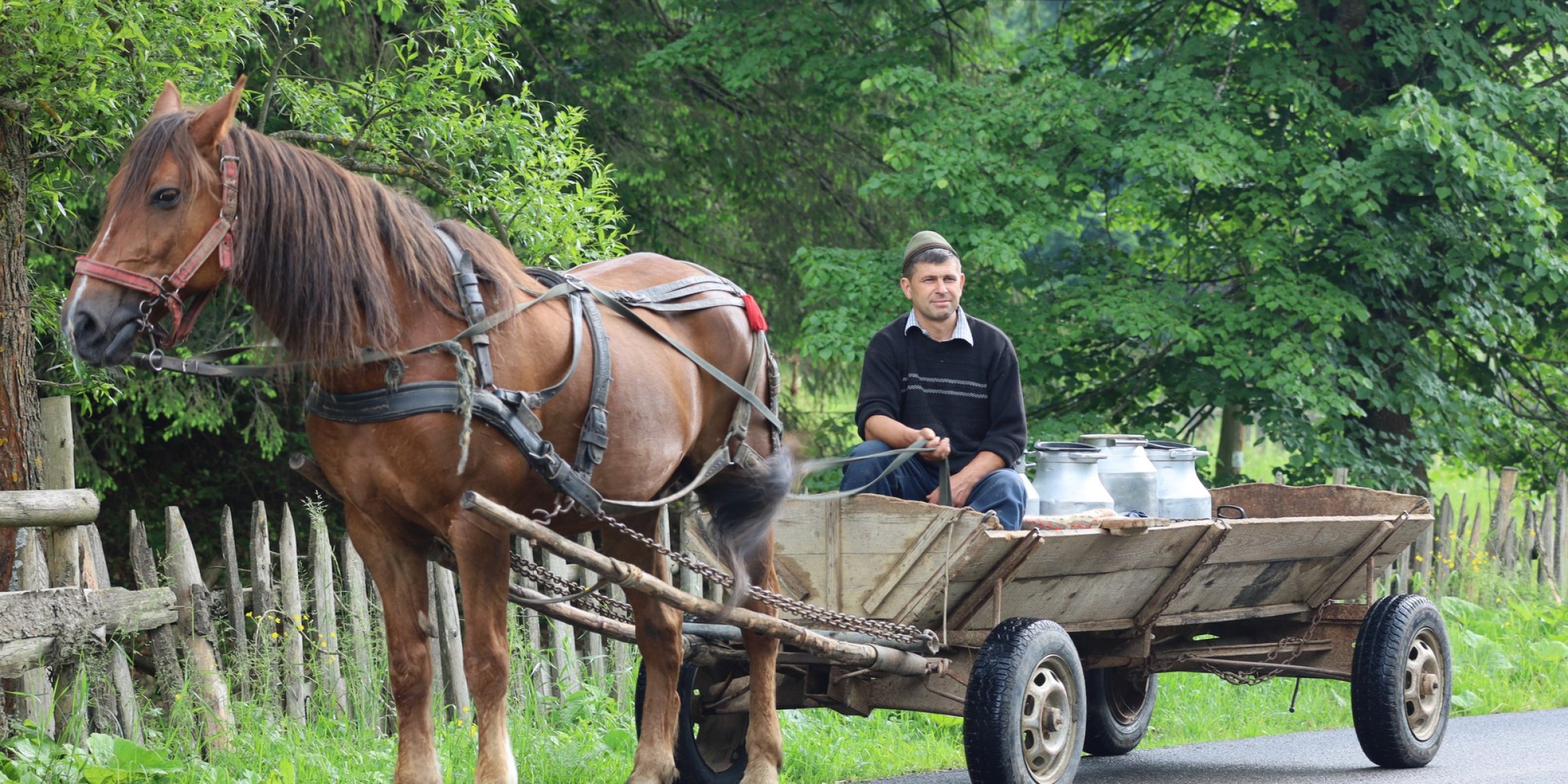 Horse and cart